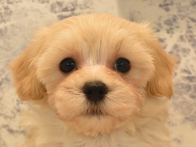 東京都のハーフ犬 (ペッツワン昭島店/2024年4月20日生まれ/男の子/アプリコット)の子犬